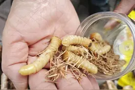 古代一斗米换一条虫！现身街头，吃它要注意图片