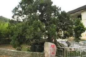 浙江现有古树名木27.5万株，树龄最高约2015年图片