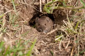 俄媒：前线电缆被老鼠啃咬，乌克兰士兵派猫出击图片