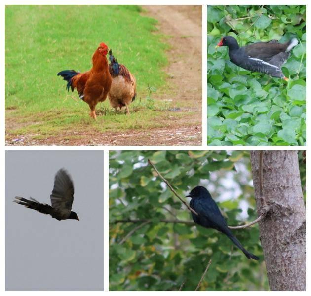孝南：深秋湿地 韵律的盛宴