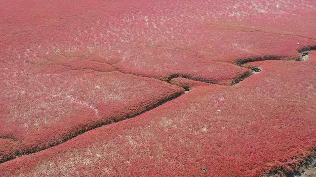 南海新区：秋染湿地披红装