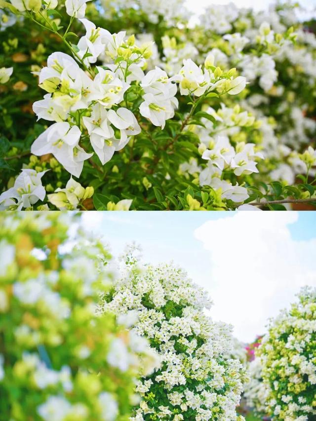 跟着节气来打卡 | 今日立冬，美好正当时！来南宁收藏一帧初冬的浪漫画卷