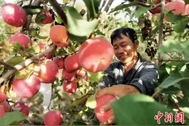 新疆阿瓦提县苹果进入集中采摘季图片