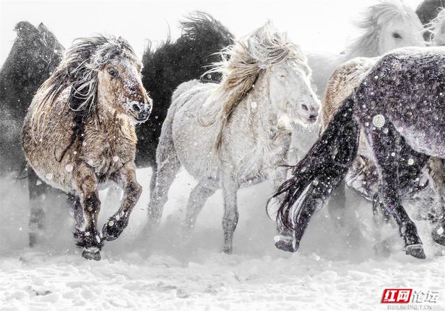 跟着网友游内蒙古丨雪线之上，生活如歌