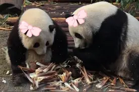 弟弟变妹妹？大熊猫“和叶”原来是花花的姐妹花！图片