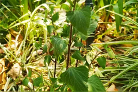 @昆明市民 发现这种“植物头号杀手”可向林草部门报告图片