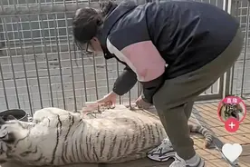 单手拎东北虎的女饲养员带火动物园：狼见了她都发抖图片