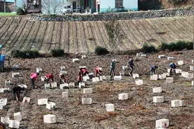 长阳魔芋喜获丰收 综合产值将达10亿元图片