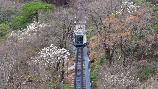 黄山风景区清明假期迎客9.6万余人 天都峰4月7日起恢复开放