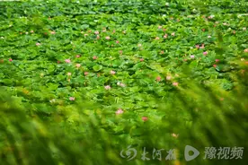 大河视界│周口：又是一年盛夏时 万亩龙湖荷飘香图片