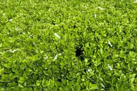 特别多！“特别烦，出去之后真的很难受……”图片