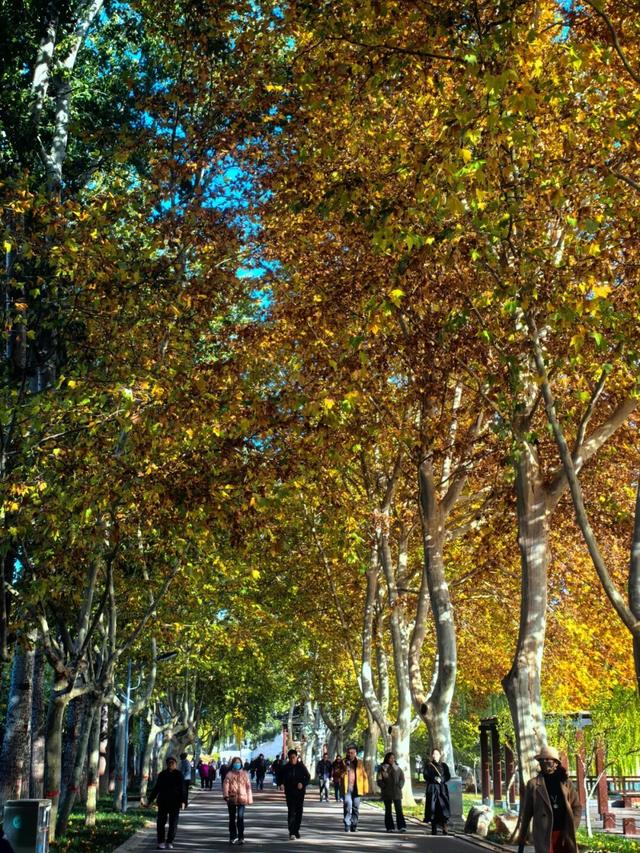 石家庄这里有条绝美梧桐大道