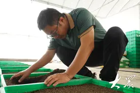 环保昆虫使猪粪变废为宝，转化价值较有机肥提高30倍图片