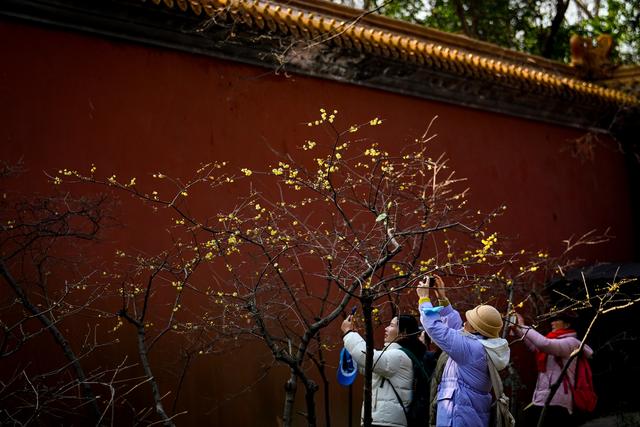 蜡梅飘香伴红墙 邂逅金陵独有的冬日浪漫