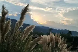 德昌秋日画卷：海花沟芦苇盛景图片