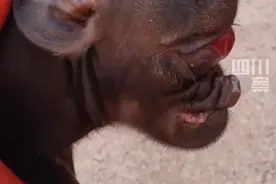 新生猪仔形似小象已存活两天：不能自主进食，只能靠人工喂食奶粉图片