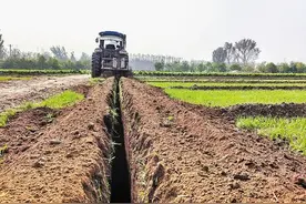 藏粮于地，高标准农田这样建成图片