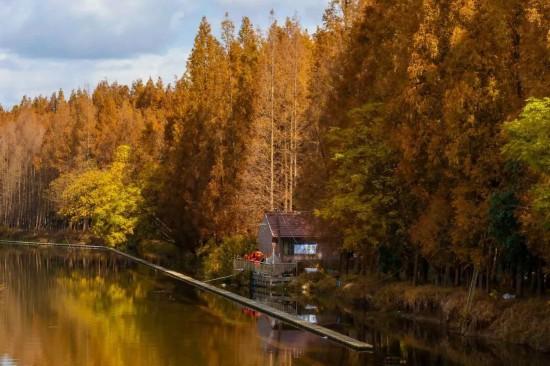 杉杉“红”了！长三角这些地方正上演视觉大秀