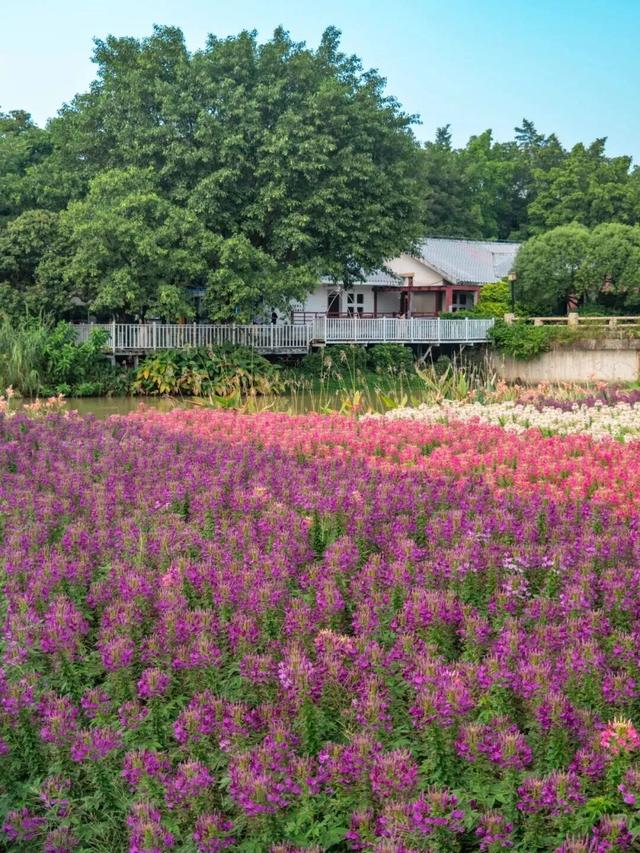 地铁直达！广州20000㎡醉蝶花海，美得好不真实！