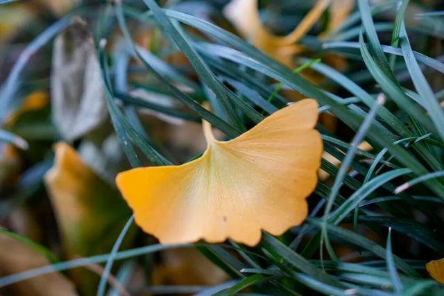 出片率100%！海陵“含金量”在上升！