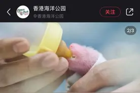 高萌预警！在东莞和大熊猫过生日是什么体验？｜莞有料图片