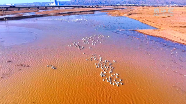 看候鸟北归，打开内蒙古的春天