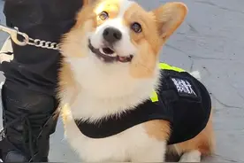 汪汪队立大功！“福仔”们是怎么训练的？图片