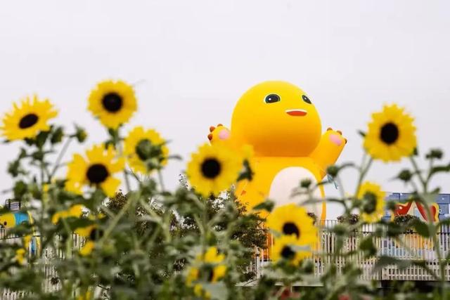 430000㎡秋日花海绚烂绽放！还有超萌顶流IP空降→