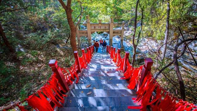 济宁冬季赏叶天花板，错过等一年的绝美景色