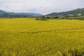 祥云县：秋日庆丰收 欢度“尝新节”图片