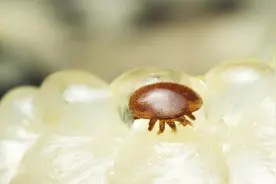 警惕这种虫子！多国爆发床虱危机，以人类血液为食，已蔓延至亚洲图片