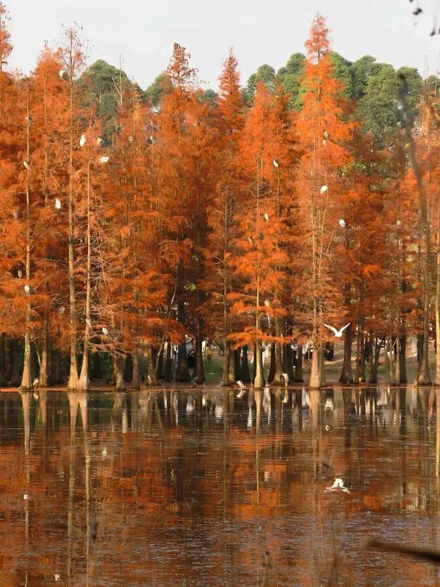 别错过，成都公园里的绝美冬景！