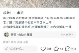 上海一公园流浪猫疑被锋利金属射穿脸部！可以不爱但别伤害！最新消息……图片