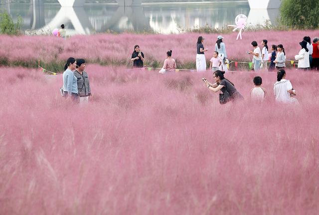 临沂：粉黛乱子草绽放 游客穿梭花海