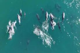 韩国济州岛海豚群逐浪嬉戏图片