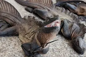 谎称甲鱼实为濒危龟鳖，民警查获71只珍稀爬行动物图片