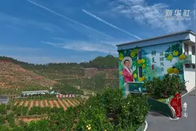 千城百县看中国｜江西广丰：“柚”到丰收时 满城果飘香图片