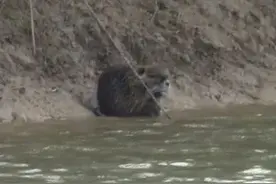 警报！上海多地发现“巨型老鼠”，成群结队出现，“一夜之间吃得干干净净”图片