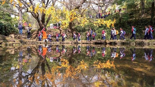 山村尽带黄金甲 古树银杏醉妥乐