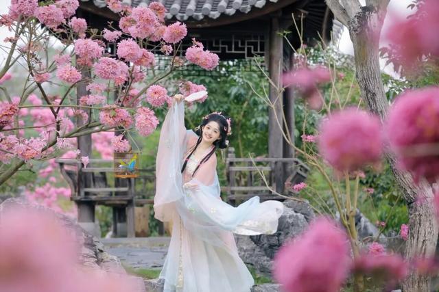 紫花风铃季赏花游玩超实用攻略！畅玩N种趣味体验~看这篇就够啦！