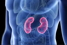 肾脏有什么功能？不经意伤肾的行为有哪些？健康小贴士请查收图片