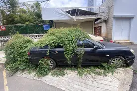 长草了！昆明这些车是谁的……图片