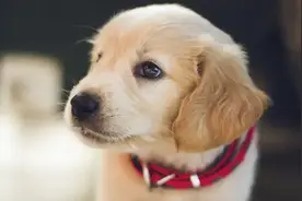 1年多卖了2千万：宠物私域的好复购靠这4个洞察图片