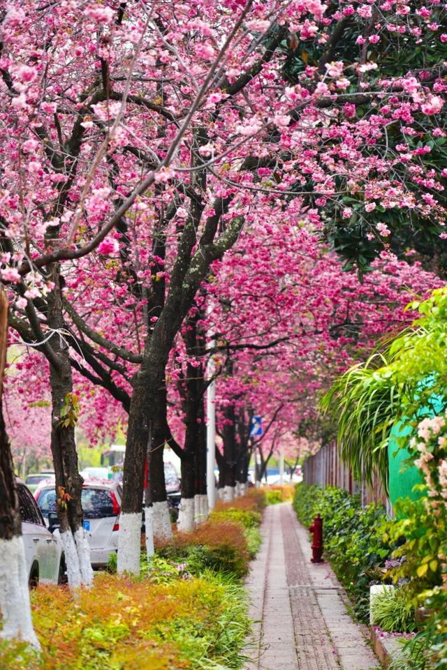 谁懂！打工人的顶级治愈！3月的昆明全城加载粉色滤镜，卷不动就在通勤路上看看花！附赏花大道攻略→