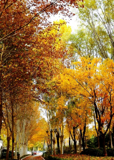 抓住秋天的尾巴！郑州秋日美景观赏地推荐！