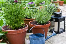 广东7天新增775例登革热，原因有哪些？图片