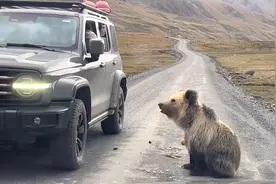 游客在西藏投喂藏马熊配文“逗逗狗熊”，景区：行为危险但屡禁不止，已考虑迁移两只熊图片