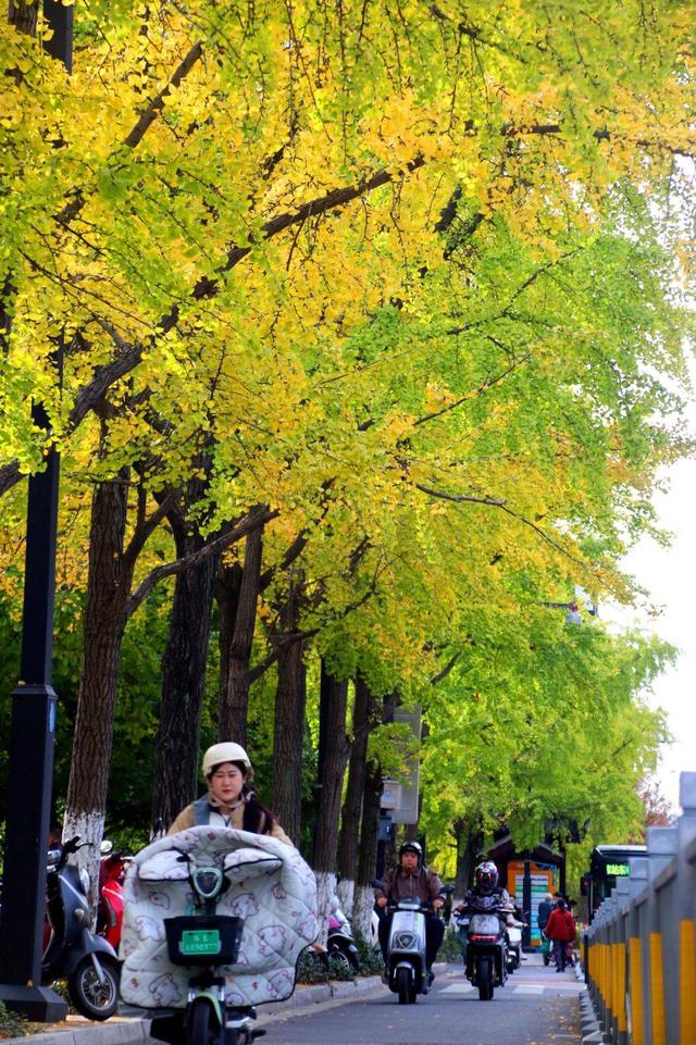 江苏苏州：街头银杏渐泛金黄 古城添别样美感