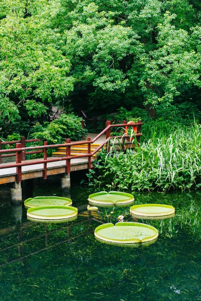 西双版纳同款美景！上海这个免费公园又到王莲观赏季→
