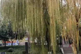 田方芝：散文|初冬，那渐渐发黄的垂柳图片